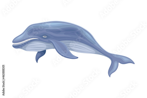 Blue Whale as Aquatic Placental Marine Mammal with Flippers and Large Tail Fin Closeup Vector Illustration