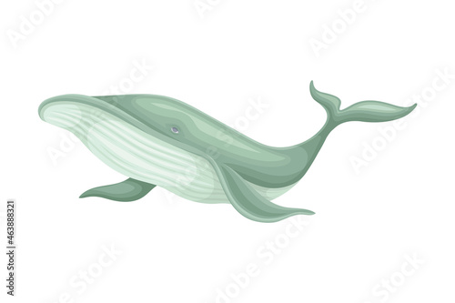 Whale as Aquatic Placental Marine Mammal with Flippers and Large Tail Fin Closeup Vector Illustration