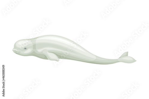 Beluga Whale as Aquatic Placental Marine Mammal with Flippers and Large Tail Fin Closeup Vector Illustration