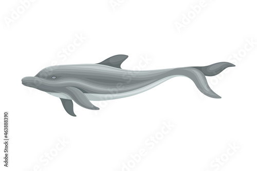 Oceanic Dolphin as Aquatic Placental Marine Mammal with Flippers and Large Tail Fin Closeup Vector Illustration