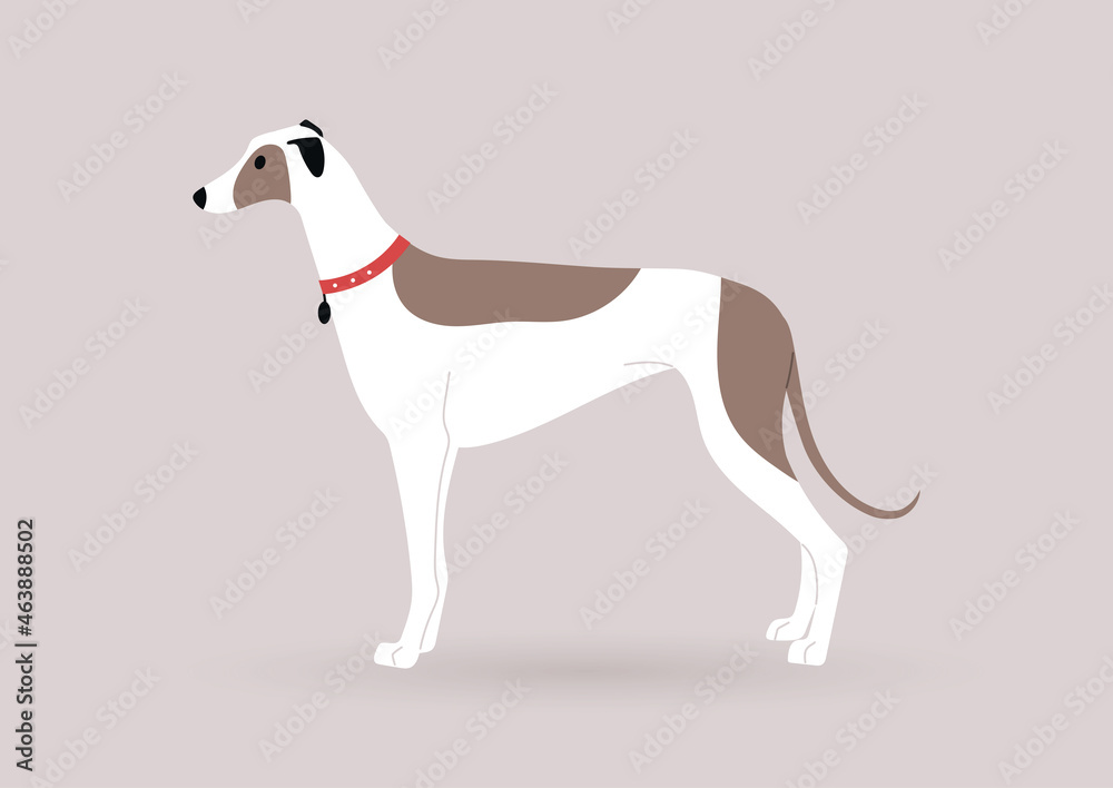 A graceful white greyhound dog with brown spots standing in a side view, domestic pets theme A graceful white greyhound dog with brown spots standing in a side view, domestic pets theme