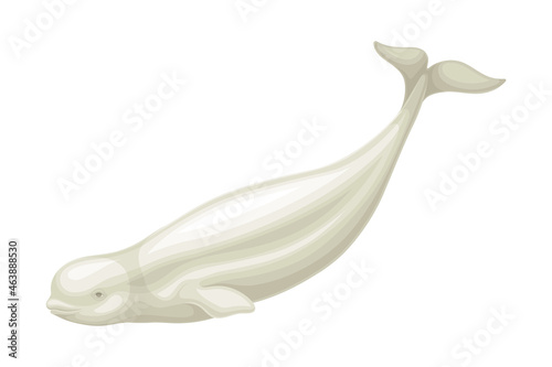 Beluga Whale as Aquatic Placental Marine Mammal with Flippers and Large Tail Fin Closeup Vector Illustration