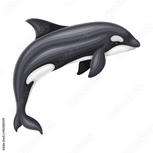 Killer Whale or Orca as Aquatic Placental Marine Mammal with Flippers and Large Tail Fin Closeup Vector Illustration