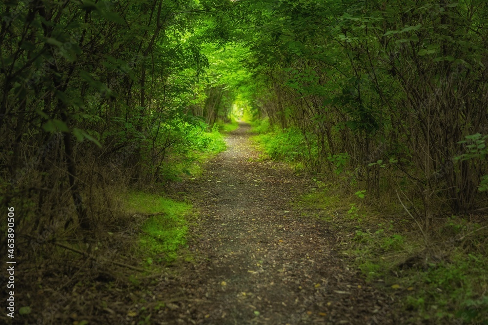 Green underpass with narrow trail Green underpass with narrow trail