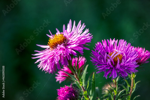 Asters are wonderful cut flowers