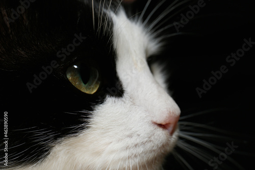 Fototapeta Naklejka Na Ścianę i Meble -  Closeup view of black and white cat with beautiful green eyes on dark background