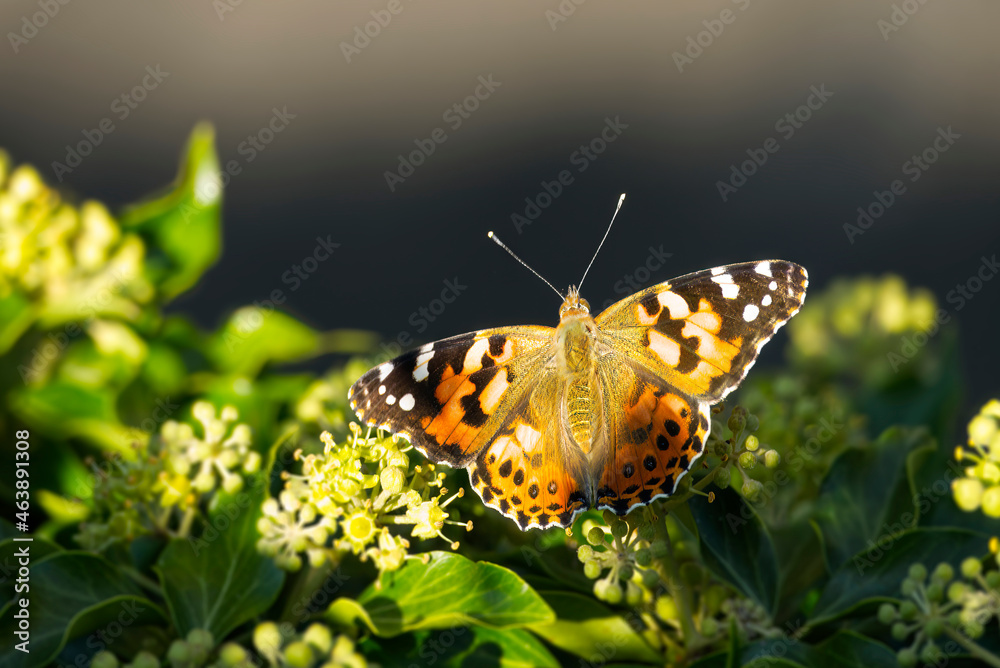 Painted Lady (Vanessa Cardui) Butterfly with open wings perched on ivy hedge (hedera helix) in Zurich, Switzerland Painted Lady (Vanessa Cardui) Butterfly with open wings perched on ivy hedge (hedera helix) in Zurich, Switzerland