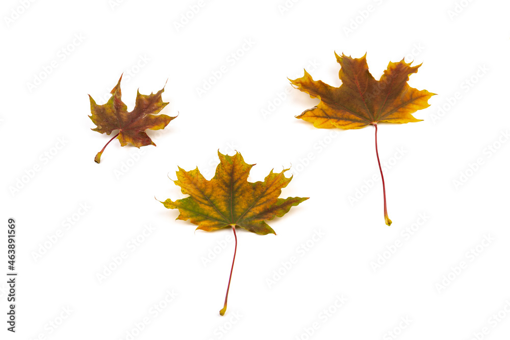 Colored autumn maple leaves on a white background. Colored autumn maple leaves on a white background.