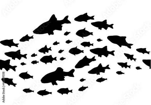Silhouettes of groups of  fishes on white. Seamless background. Vector