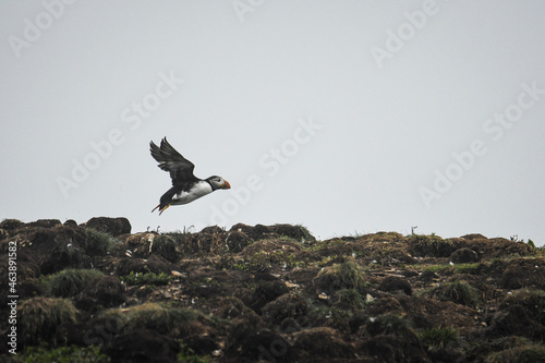 stork in the nest