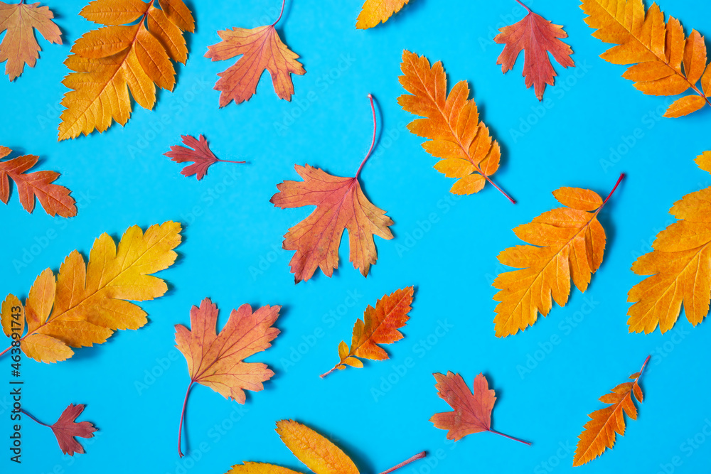 Colorful various autumn fallen leaves on a blue background. Seasonal background and texture. Top view