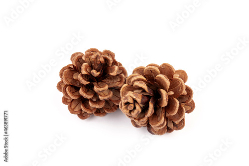 Pine cones isolated on a white background, photography