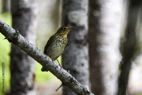 swainson‘s thrush