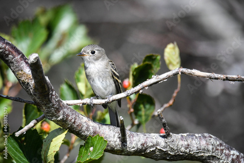 red backed shrike