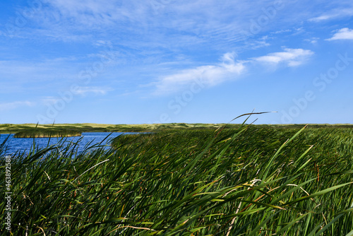 grass and sky