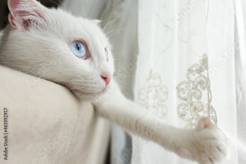 White scottish fold kitten with blue eyes in natural window light