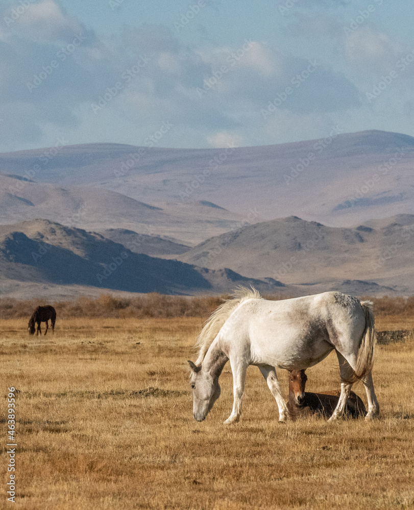 Several horses graze in a field against the background of the Altai Mountains. Several horses graze in a field against the background of the Altai Mountains.