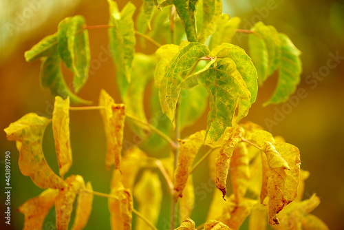 yellow leaves on a branch
