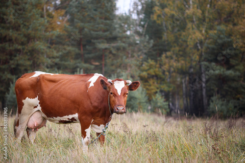 Red and white cow grazing on a background of greenery © WoodHunt
