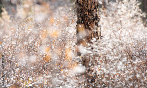 Blurred winter forest background. The winter landscape is soft focus.