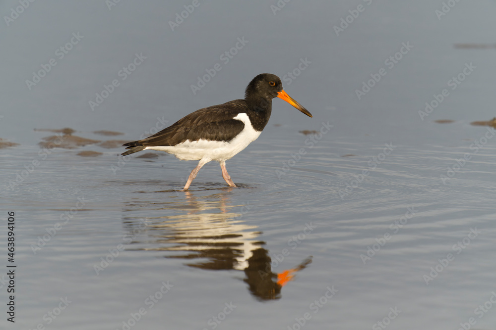 Oystercatcher, Haematopus ostralegus Oystercatcher, Haematopus ostralegus