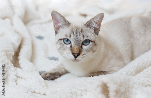 portrait of tabby cat relaxing on bed. cozy home and relax concept. Morning bedtime