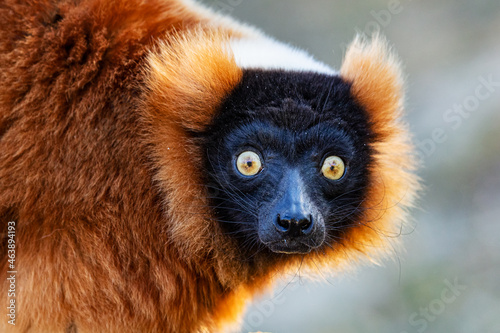 Red Ruffed Lemur monkey. Mammal and mammals. Land world and fauna. Wildlife and zoology.