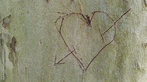 A heart pierced by an arrow engraved in the bark of a beech as a symbol of passionate love.