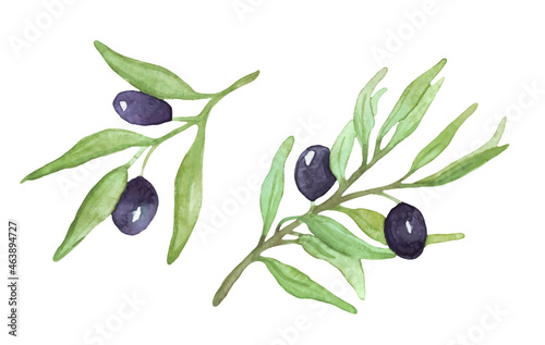 Watercolor olive sprigs. Vector illustration. Olive branches with fruits.