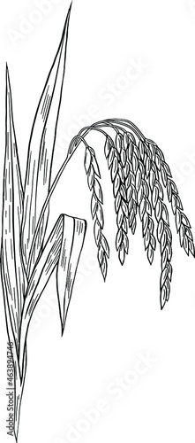 Rice, Oryza sativa  vector lineart, hand-drawn ink style photo