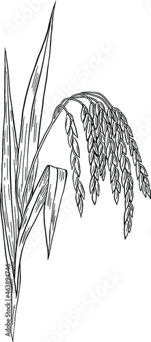 Rice, Oryza sativa  vector lineart, hand-drawn ink style