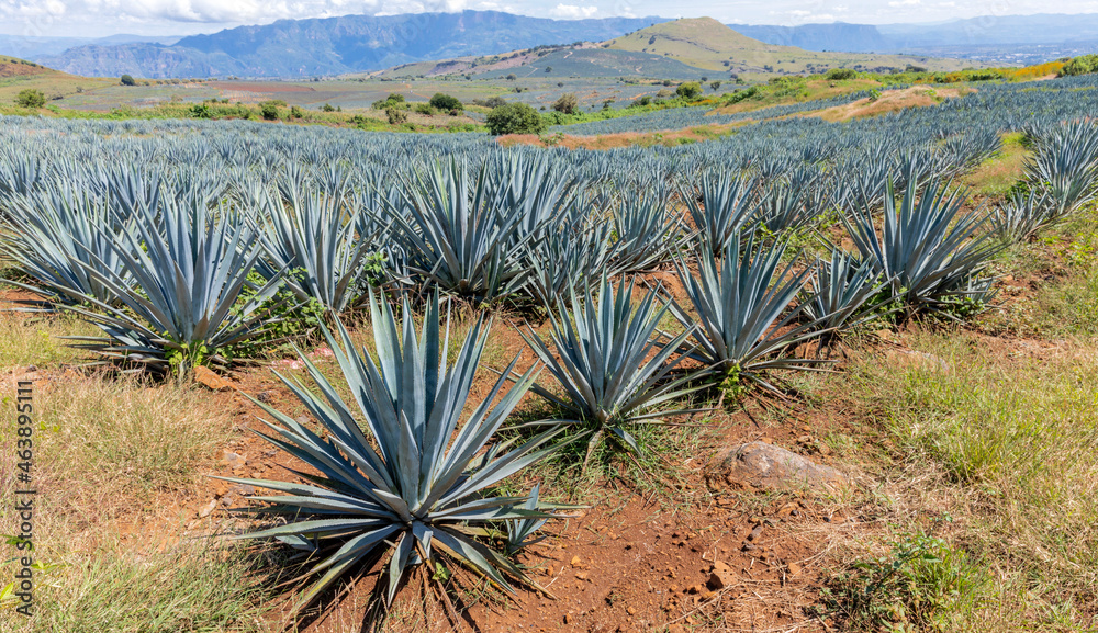 Landscape of agave plants to produce tequila Landscape of agave plants to produce tequila