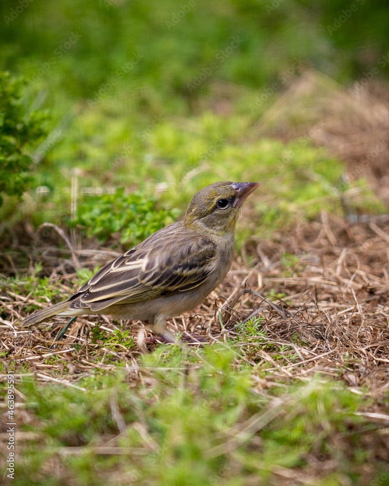robin on the grass robin on the grass