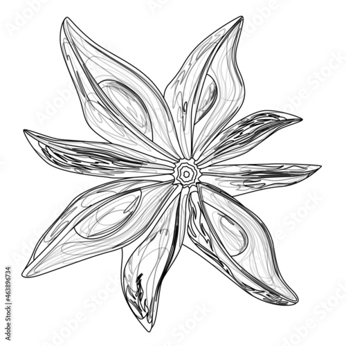 Vector image of a single anise plant. outline style. EPS 10