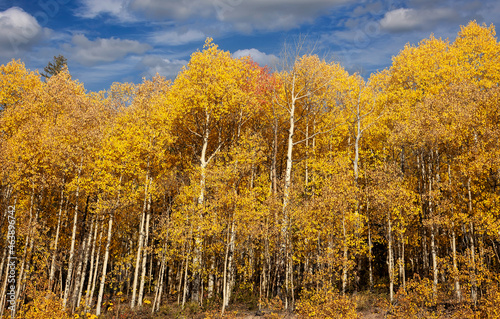 Aspen Tree Forest in Rural Colorado