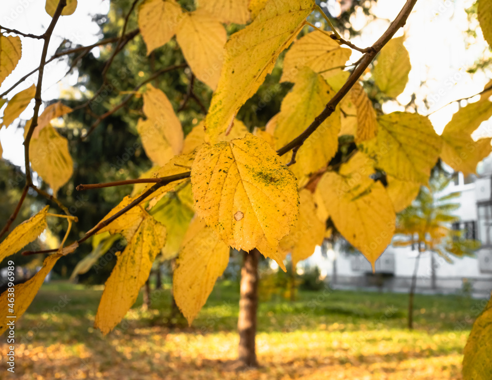 Autumn yellow leaves in the park on a blurry background. Autumn yellow leaves in the park on a blurry background.