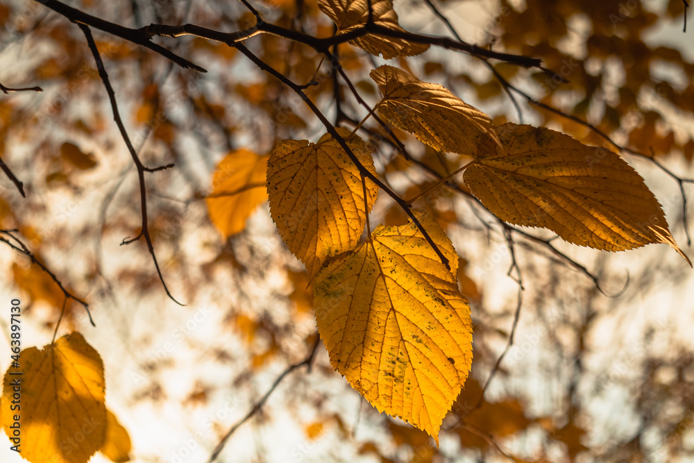 Obraz premium Yellow autumn leaves on a linden tree in the backlight.