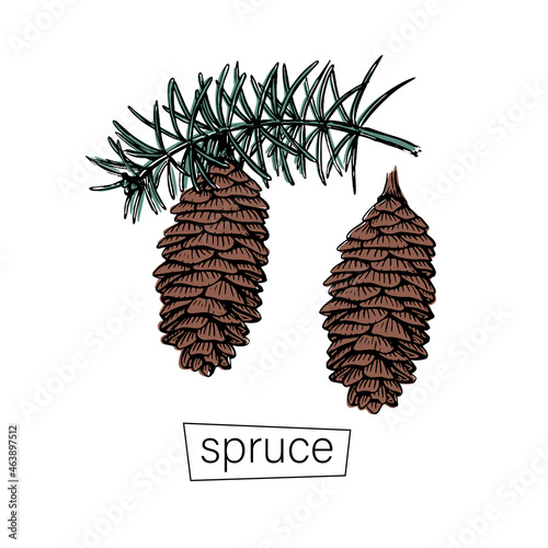 Hand drawn spruce cone branch sketch for decorative design. Nature background vector. Botany decor. Vintage, retro design. Line art.