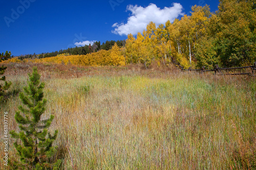 Colorado Autumn Colors in a Meadow