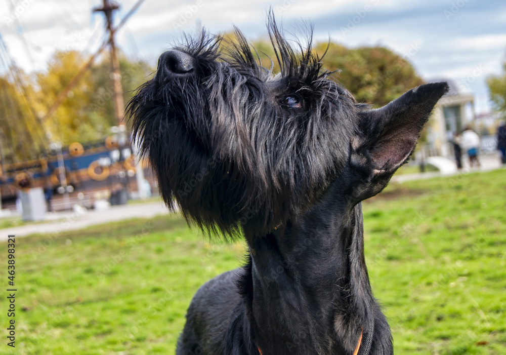 The dog looks at the owner, the dog's muzzle, the shaggy breed, the dog of the Riesenschnauzer breed