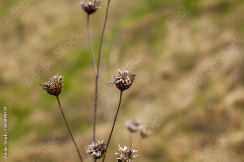 Photo of a dried flower on a blurred background of green grass