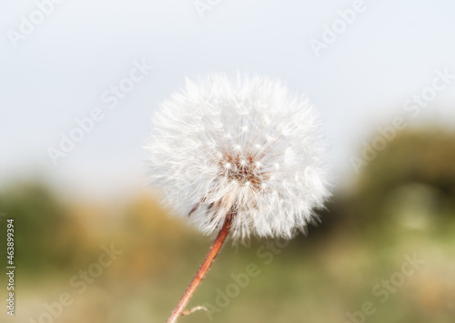 one plant dandelion close up