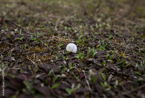 Photo of a white small snail on the ground with green small leaves in the forest