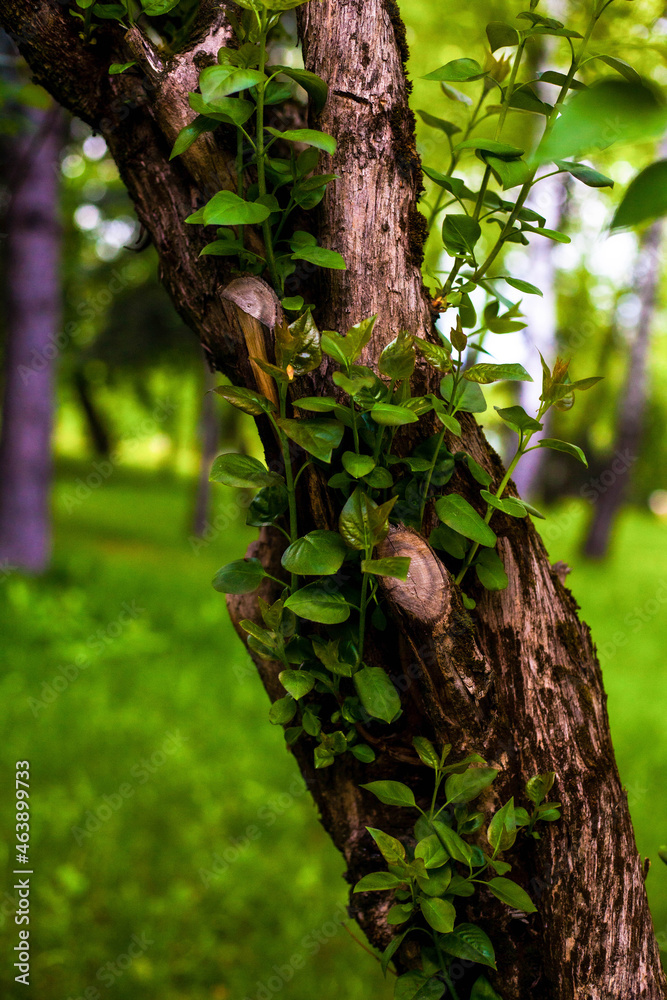 Photo of a tree trunk with brown bark and green leaves in the forest