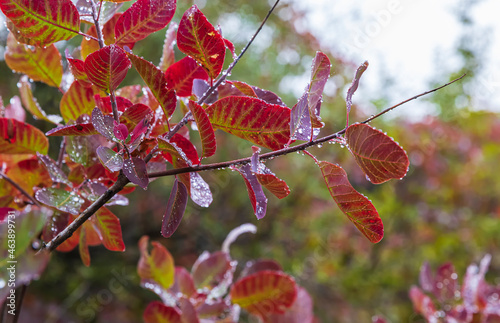 Raindrops on colorful leave...