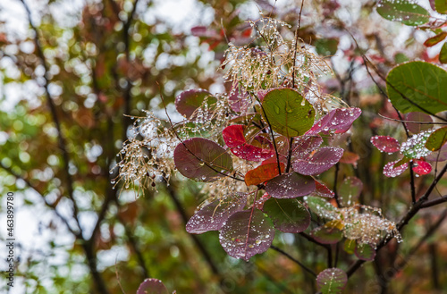 Raindrops on colorful leave...