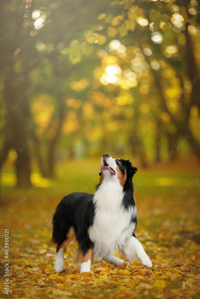 australian shepherd dog in gold autumn sunser nature