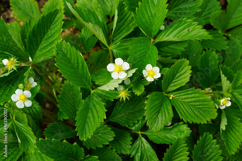 A variety of beautiful summer flowers.