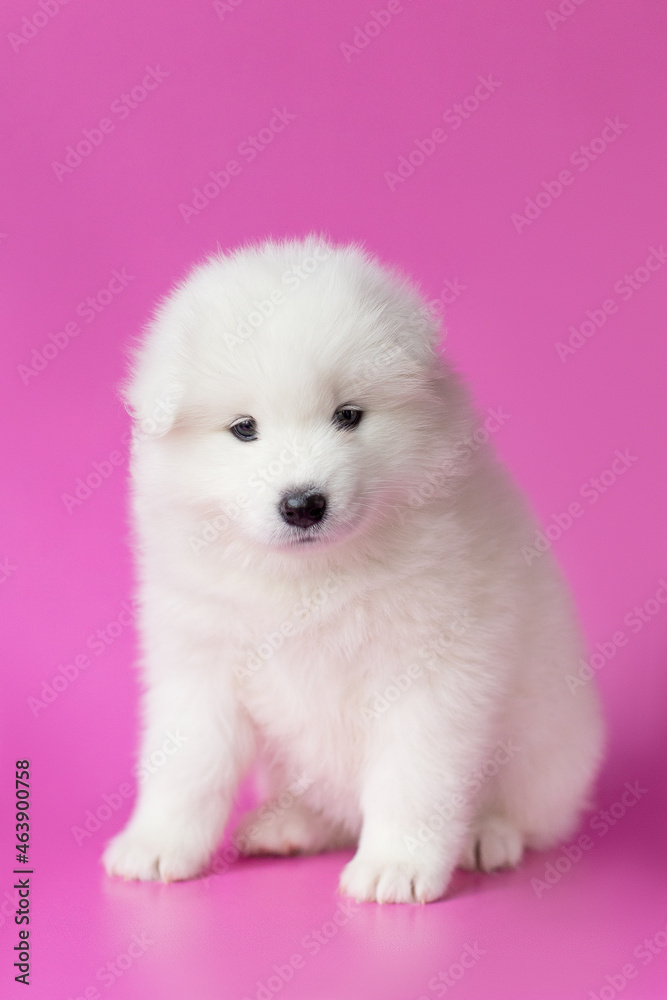 samoyed puppy dog on pink background