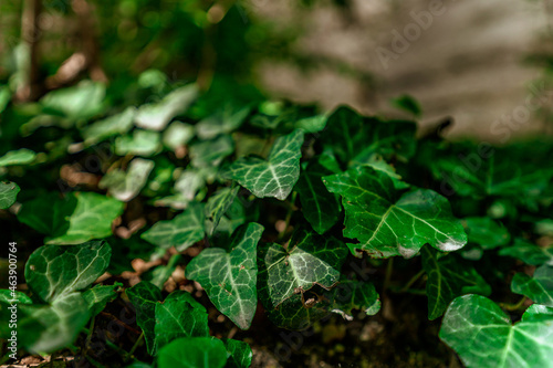 Ivy leaves close-up in the forest. Natural background